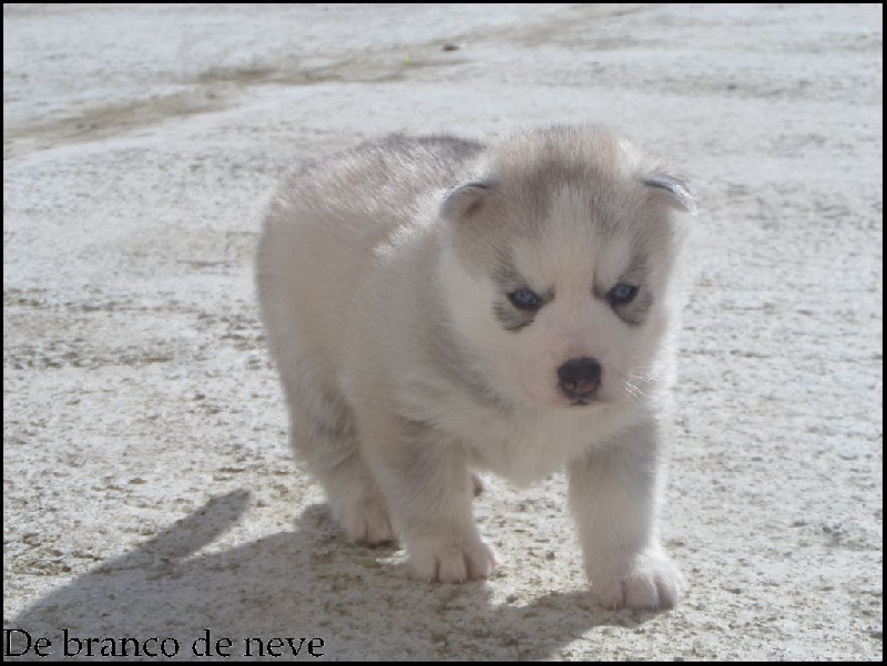 De Branco De Neve - Chiot disponible  - Siberian Husky