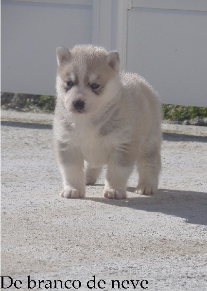 De Branco De Neve - Chiots disponibles - Siberian Husky