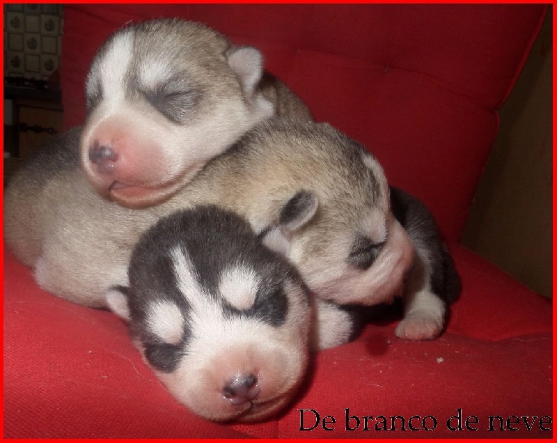 De Branco De Neve - Siberian Husky - Portée née le 09/02/2016